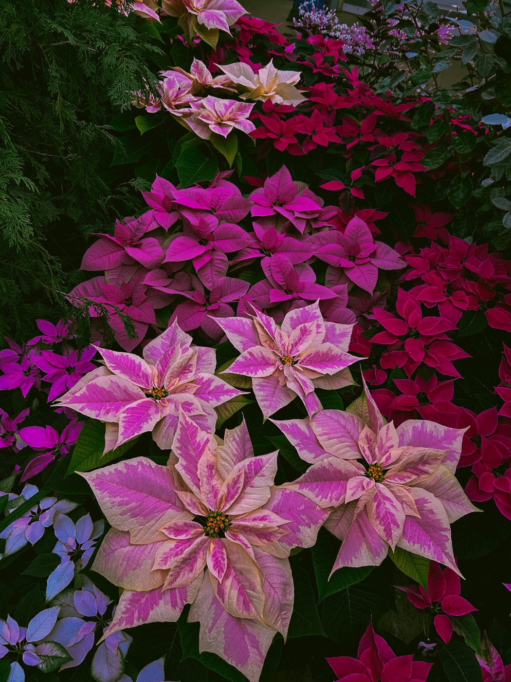 Pink poinsettia, up close